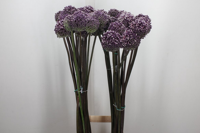 <h4>Allium Summer Drummer</h4>