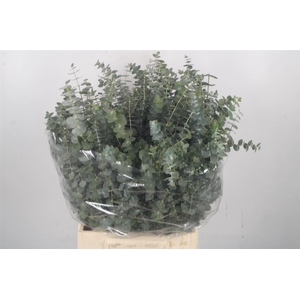Euc Baby Blue Per Bunch 150 Gram Juvenile