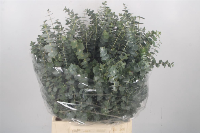 <h4>Euc Baby Blue Per Bunch 150 Gram Juvenile</h4>