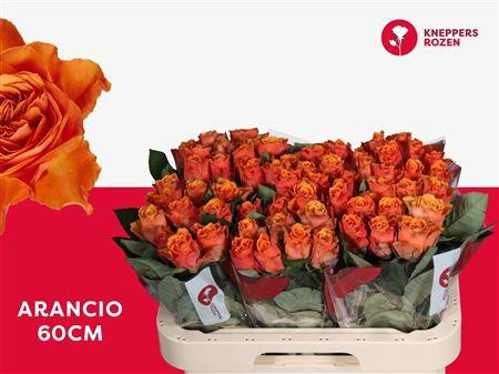<h4>R Gr Arancio</h4>