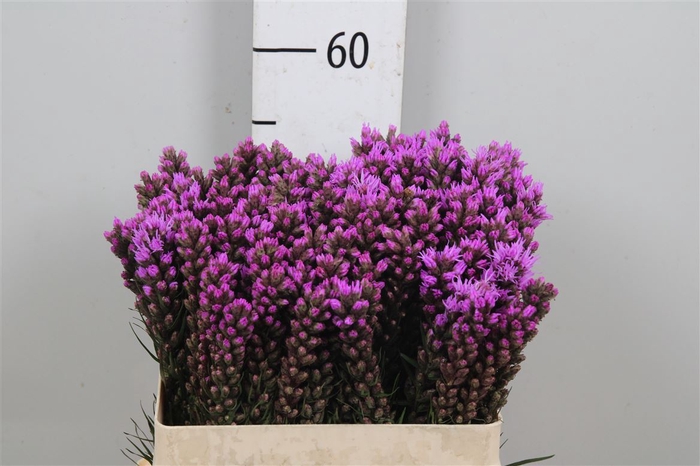 <h4>Liatris Spicata</h4>