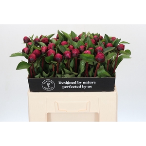 Paeonia Red Sarah Bernhardt