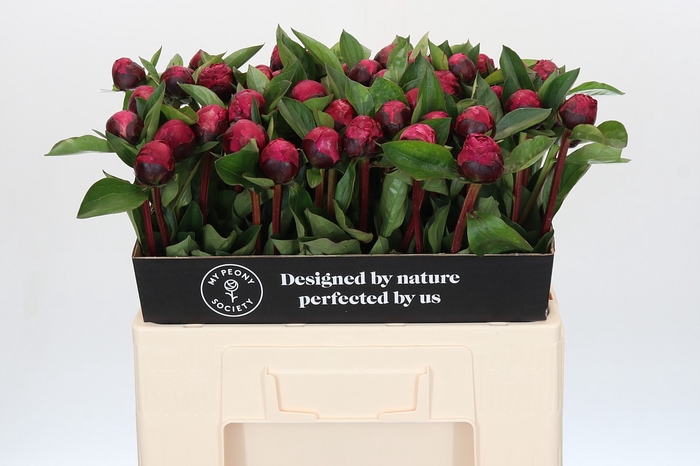 <h4>Paeonia Red Sarah Bernhardt</h4>