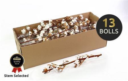 <h4>Gossypium (katoen) 13 Bal</h4>