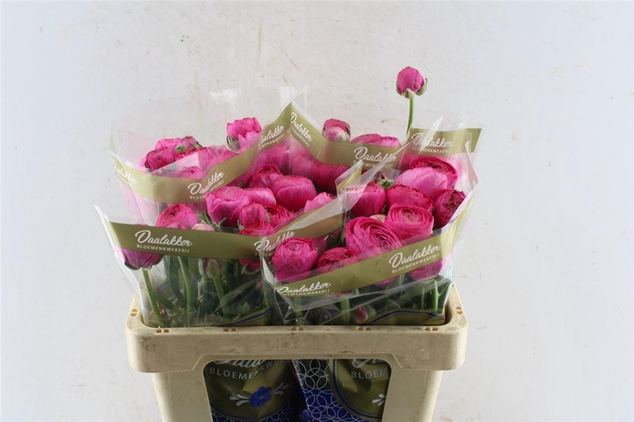 <h4>Ran Aazur Deep Rose</h4>