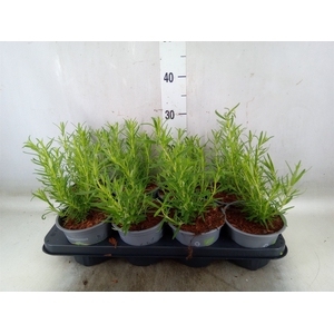 Rosmarinus officinalis   ...