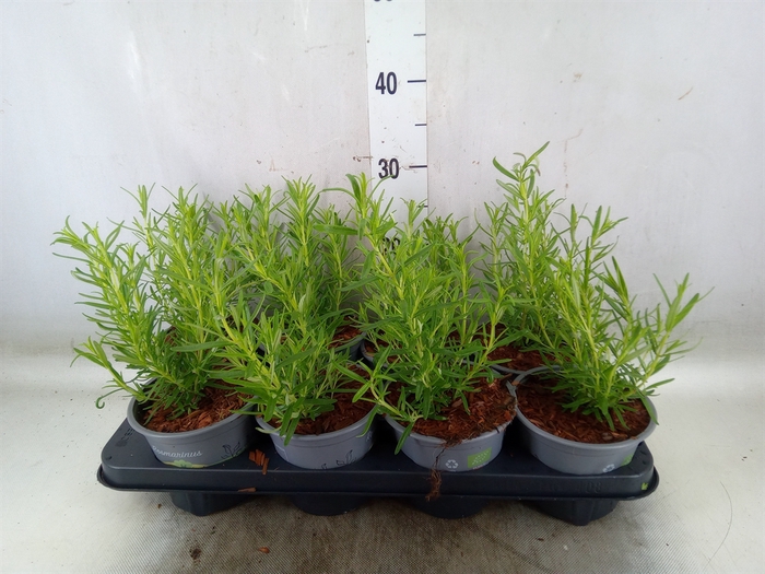 <h4>Rosmarinus officinalis   ...</h4>