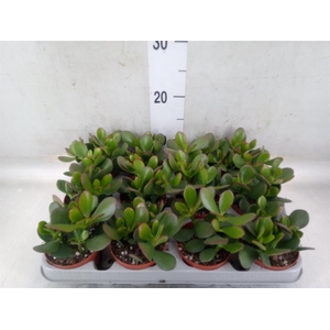 Crassula ovata 'Sunset'