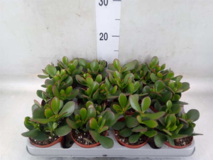 <h4>Crassula ovata 'Sunset'</h4>