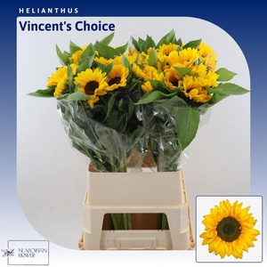 Helianthus Vincent's Choice