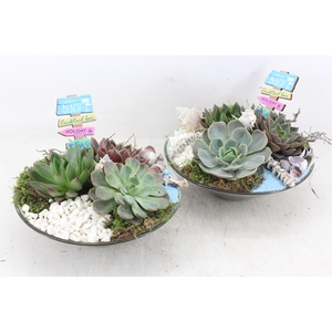 arr2 MB - Glas echeveria schaal x2