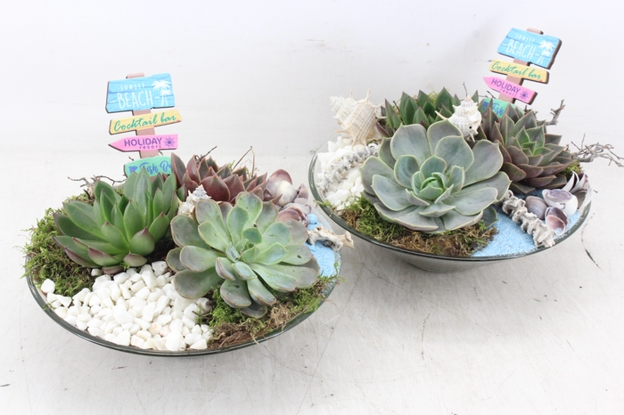 <h4>arr2 MB - Glas echeveria schaal x2</h4>