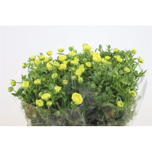 Ran. Butterfly Helios