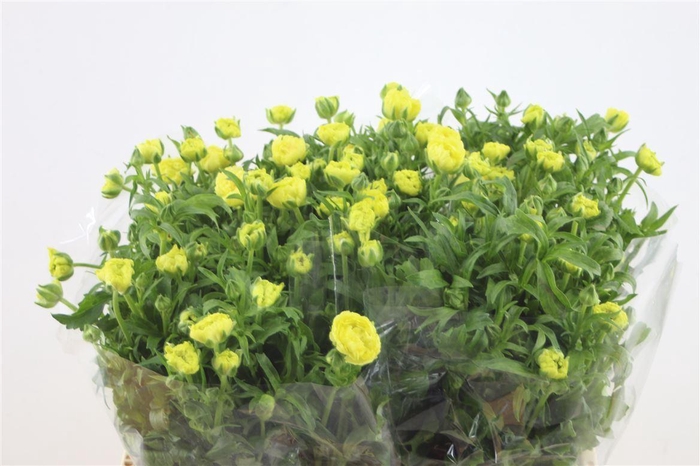 <h4>Ran. Butterfly Helios</h4>