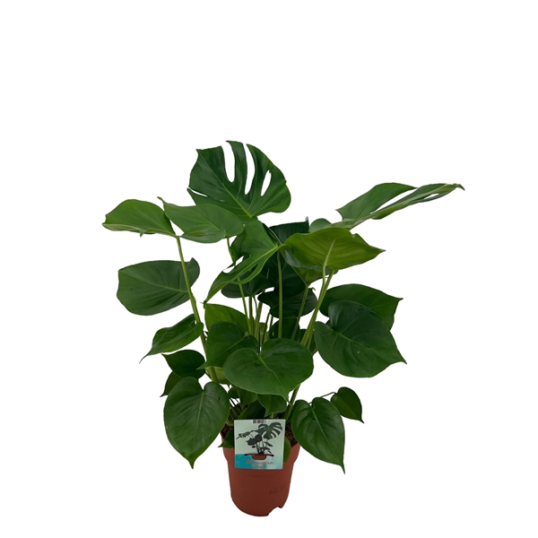 <h4>Monstera Deliciosa</h4>