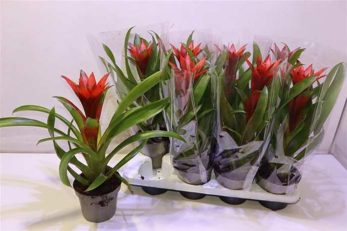 <h4>arr8 Guzm Amoretto</h4>