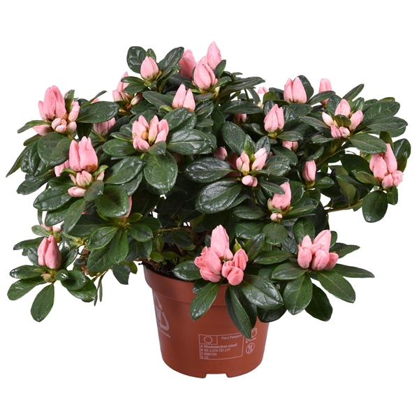 <h4>Azalea 'Thesla' zalm 13cm</h4>