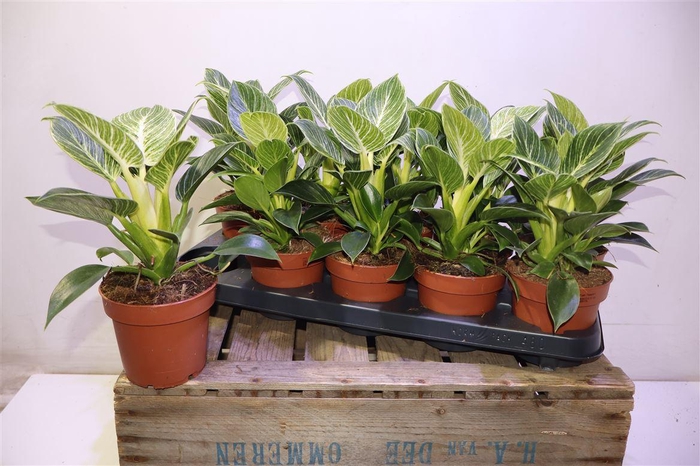 <h4>arr8 Phil Overig</h4>