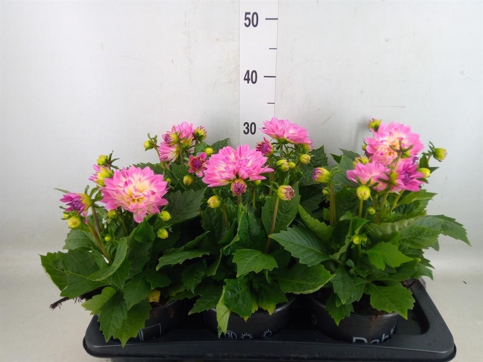 <h4>Dahlia  'Dahlstar Pink'</h4>