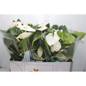 ANTHURIUM ALASKA P17