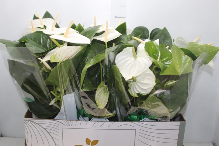 <h4>ANTHURIUM ALASKA P17</h4>