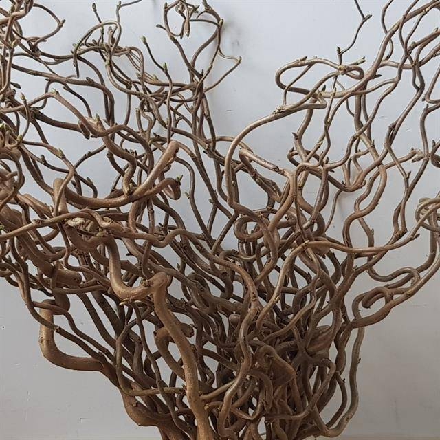 <h4>Corylus contorta</h4>