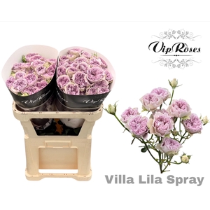 R TR VILLA LILA