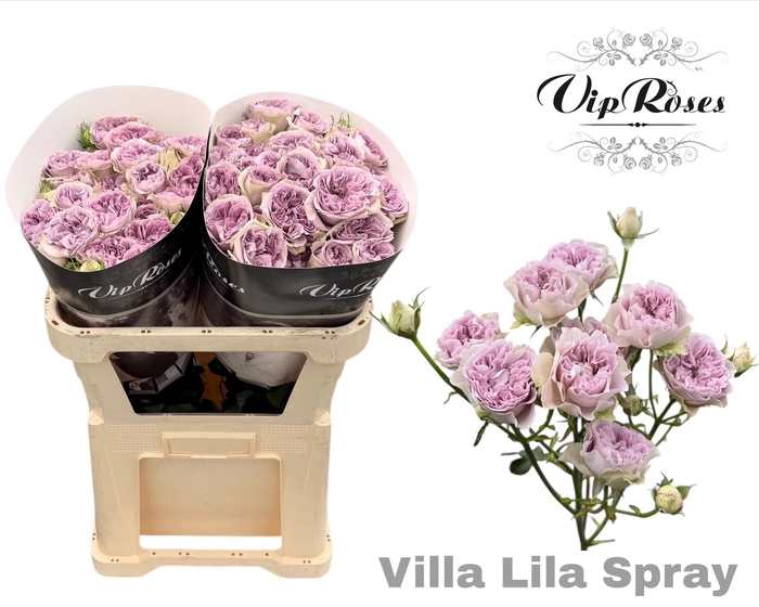 <h4>R TR VILLA LILA</h4>