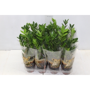 ZAMIOCULCAS P09