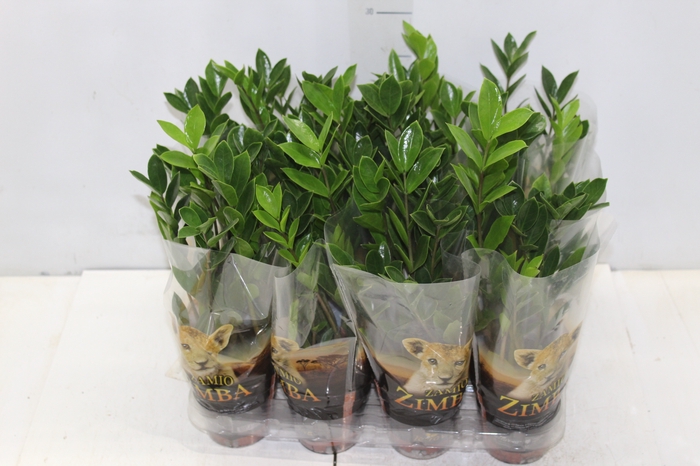 <h4>ZAMIOCULCAS P09</h4>