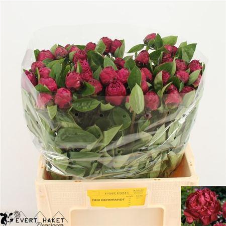 <h4>Paeo L Red Sarah Ber</h4>