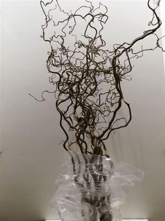 <h4>Corylus Av Contorta</h4>