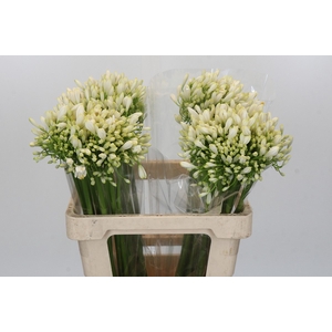Agapanthus White Heaven