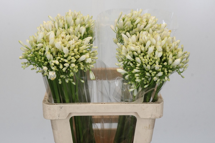 <h4>Agapanthus White Heaven</h4>