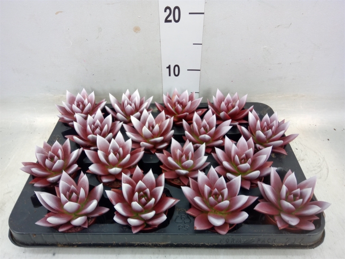 <h4>Echeveria  'Miranda'</h4>