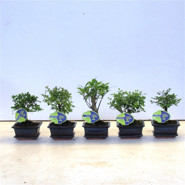 <h4>Bonsai mix, indoor, 12 cm., broom, with drip tray</h4>