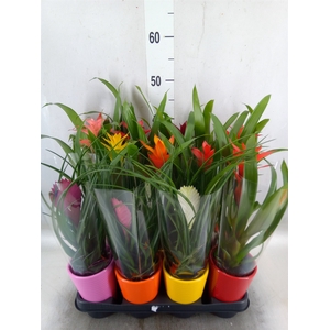 Bromelia   ...mix