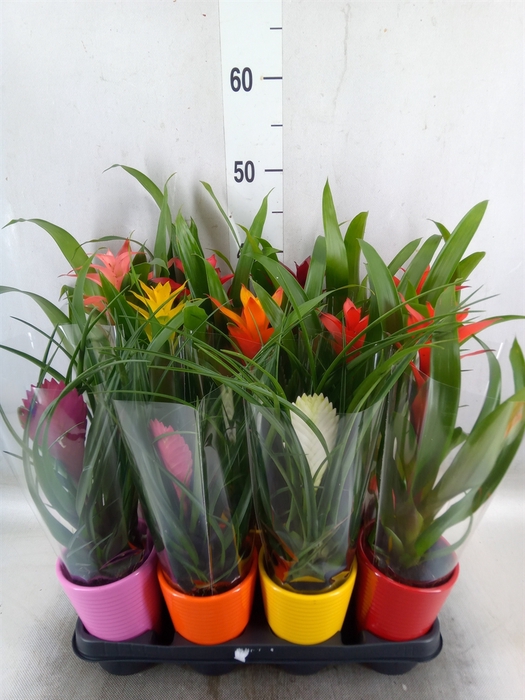 <h4>Bromelia   ...mix</h4>