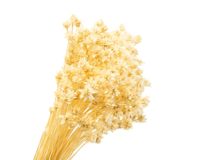 Hill Flower White Bleached