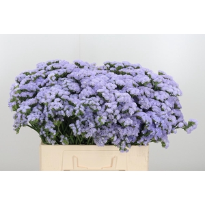 Limonium Donau Birds