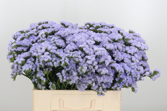 <h4>Limonium Donau Birds</h4>