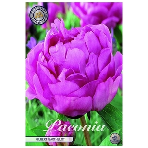 Paeonia Gilbert Barthelot x1 l