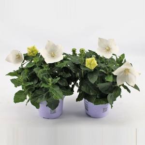 Platycodon Grandiflorus 'Astra White'