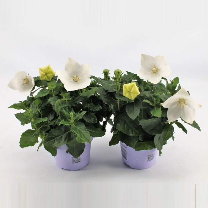 <h4>Platycodon Grandiflorus 'Astra White'</h4>