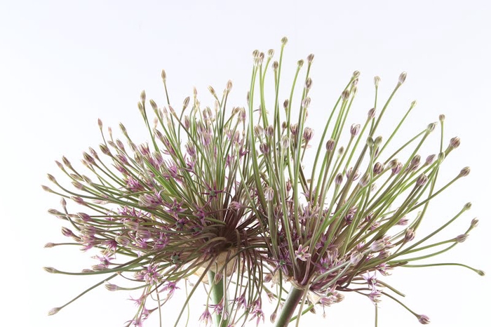 Allium Schubertii Extra