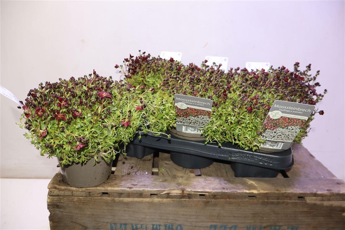 <h4>arr8 Saxif Arendsii</h4>