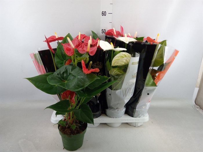 <h4>Anthurium   ...mix</h4>