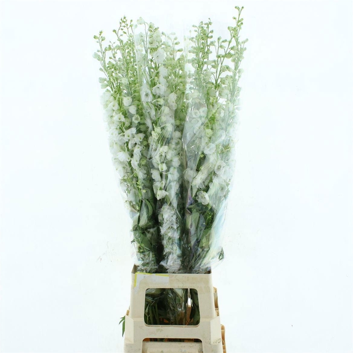 <h4>DELPH DU AURORA WHIT</h4>