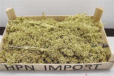 <h4>Pepperberry Goud</h4>