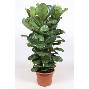 Ficus Lyrata 4 per pot